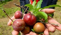 Tác hại khôn lường của mận đối với sức khỏe không phải ai cũng biết