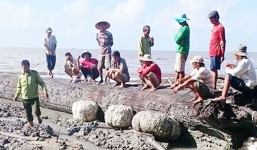  Cà Mau phát hiện cây dầu nghi 200 năm tuổi ở bãi biển