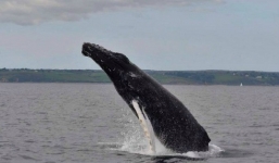 Clip cá voi bất ngờ nhào lộn 25 lần trên biển trước mặt du khách