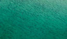 Hy hữu cảnh hàng nghìn cá mập di cư đen kịt bờ biển Mỹ