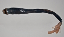 Hà khổng lồ dài 1,5 mét khiến nhà khoa học kinh hãi