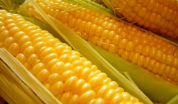 Ăn ngô sai cách nguy hiểm như thế nào?