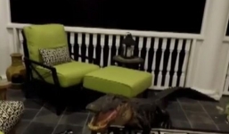 Video: Cá sấu trèo cầu thang lao vào nhà dân giữa đêm