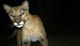 Video: Sư tử núi đột nhập nhà dân trộm chó ở Mỹ