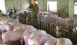 Giá lợn hơi rẻ hơn rau, Bộ Nông nghiệp “cầu cứu” Thủ tướng