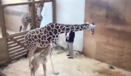 Hươu cao cổ đá trúng chỗ hiểm của bác sĩ thú y để bảo vệ con