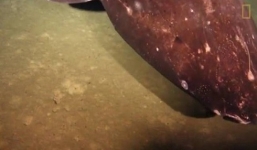 Video: Cận cảnh robot chui vào lòng núi lửa tìm cá mập bí ẩn