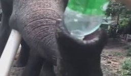 Video: Hy hữu cảnh voi khát nước cầu xin khách qua đường giúp đỡ