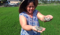 Ruộng lúa của người dân bị rải kín mảnh chai