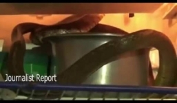 Video: Hổ mang kịch độc chui vào tủ lạnh nhà dân tránh nóng