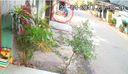 Dùng súng điện trộm chó giữa ban ngày