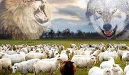 Nếu là bầy cừu, bạn chọn sói hay sư tử: Câu trả lời sẽ cho biết bạn sẽ lên lãnh đạo hay suốt đời làm nhân viên “quèn”