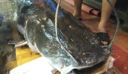 Video: Hà Nội xuất hiện 'thủy quái' sông Mê Kông nặng 120kg