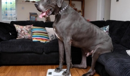 Chú chó khổng lồ nặng gần 100kg, tiêu thụ 15kg thức ăn mỗi ngày