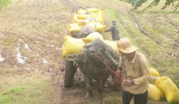 Cả người lẫn trâu bị sét đánh chết ngoài đồng 