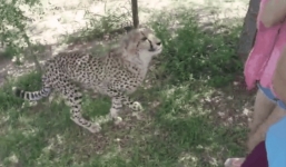 Video: Báo đốm vồ nữ sinh Trung Quốc trong công viên hoang dã