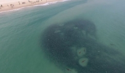 Video: Bầy cá mập quần thảo giữa đàn cá đối khổng lồ