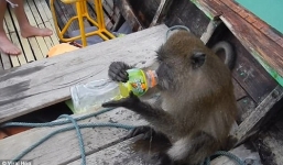 Video: Hy hữu cảnh khỉ nhảy lên thuyền tu trộm rượu của du khách