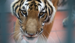 Video: Tận mắt thấy con hổ được phong 'hoa hậu' ở Trung tâm cứu hộ Hà Nội