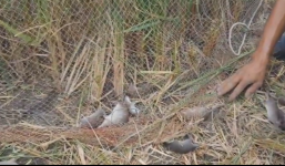 Chuột chạy như vịt trên đồng, người dân miền tây bắt mỏi tay