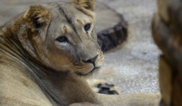 Video: Sư tử đuổi mèo hoang, tấn công thiếu niên Nga giữa phố