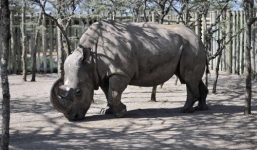 Video: Tê giác cô đơn nhất thế giới tìm bạn tình qua mạng