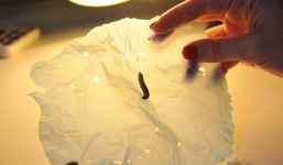 Phát hiện loài sâu mới ăn được cả nhựa