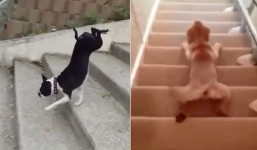 Video: Cận cảnh những cách leo cầu thang 'siêu lầy' của chó cưng