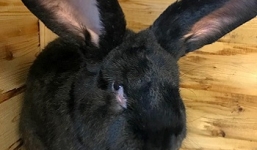 Video: Thỏ khổng lồ chết trên máy bay Mỹ có thể do căng thẳng