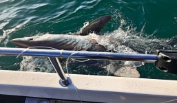 Video: Ngư dân Anh vật lộn với cá mập 'khủng' hơn 2 tạ