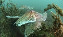 Video: Mực nang quyết chiến bảo vệ bạn tình khi bị quấy rối