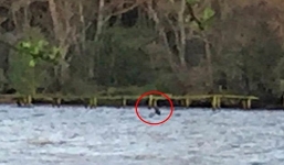 Video: Sinh vật lạ nghi quái vật hồ Loch Ness trở lại sau thời gian dài biến mất