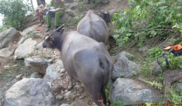 Bắt nghi phạm chém đứt gân hàng chục con trâu ở Thanh Hóa