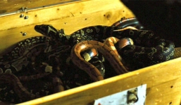 Cố mang rắn độc lên máy bay, người đàn ông Nga bị bắt