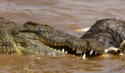 Video: Cá sấu đực nhận 'cái kết đắng' khi quấy rầy bạn tình