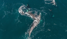 Video: Cá voi mẹ cõng đàn con thoát khỏi hàm cá voi sát thủ ngoạn mục