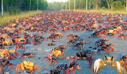 Hàng triệu con cua bò ngổn ngang trên đường