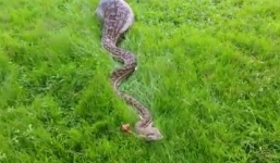 Video: Rùng mình trăn lớn đến mức bị nhầm là cá sấu khổng lồ