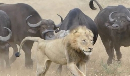 Video: Sư tử bỏ chạy thoát thân vì bị đàn trâu uy hiếp