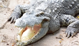Cá sấu tấn công bé gái ở Mỹ
