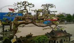 Cây ổi đào 'tỉ muội vân kiều' độc nhất vô nhị Việt Nam