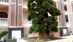 Chiêm ngưỡng cặp vạn niên tùng 'khủng' nhất tại dinh thự Trầm Bê