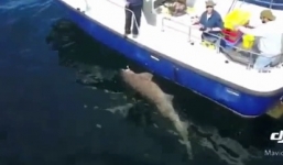 Video: Cá mập quái vật nặng gần 7 tạ cắn câu ngư dân