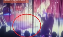 Sư tử tấn công huấn luyện viên trong rạp xiếc