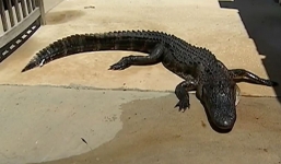 Video: Bé gái 10 tuổi tự cạy miệng cá sấu 'khủng 3m' để thoát thân