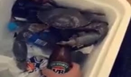 Video: Hy hữu cua dùng càng giật phăng nắp chai bia