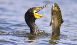 Những con 'quái vật tí hon' này ký sinh trong nhãn cầu động vật, có thể điều kiển vật chủ tự dâng mình cho thú ăn thịt