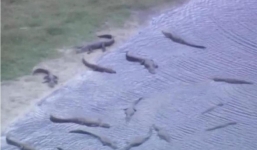 Video: Cá sấu lúc nhúc trong hố tử thần ở Florida