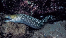 Lươn biển nuốt chửng cá nóc kịch độc