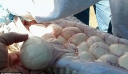 Mổ bụng trăn khổng lồ, phát hiện tới 78 quả trứng bên trong